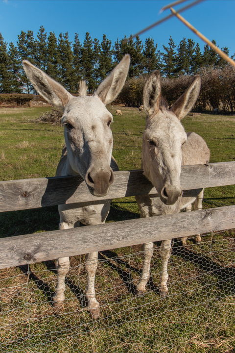 Brickendon Historic Farm And Convict Village - Attractions 2