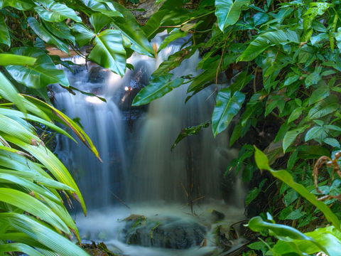 Brisbane Botanic Gardens Mount Coot-tha - Attractions 1
