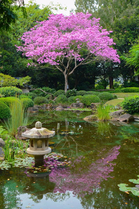 Brisbane Botanic Gardens Mount Coot-tha - Attractions 2