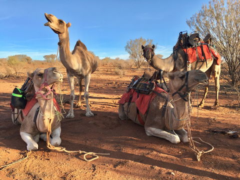 Broken Hill Camels - Attractions 1
