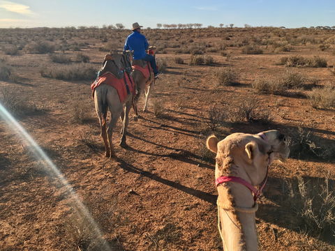 Broken Hill Camels - Attractions 2