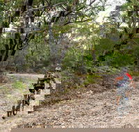 Cawleys Road trail - Attractions