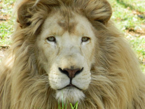 Darling Downs Zoo - Attractions 0