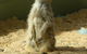 Darling Downs Zoo - thumb 1