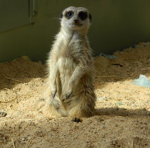 Darling Downs Zoo - Attractions 1