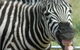 Darling Downs Zoo - thumb 2