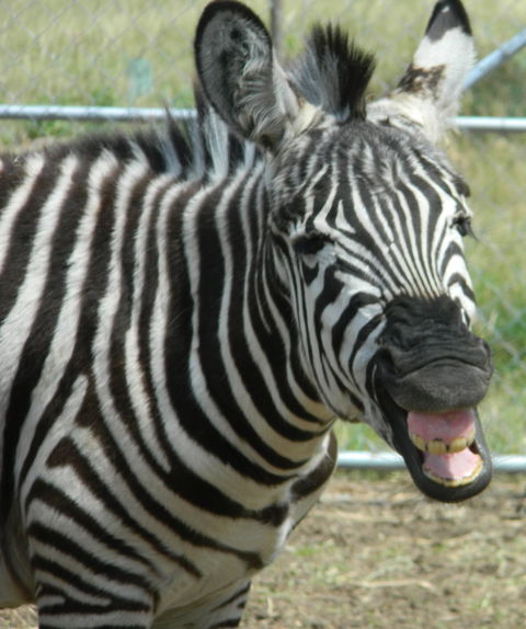 Darling Downs Zoo - Attractions 2