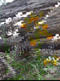 Dawn Atwell Nature Reserve