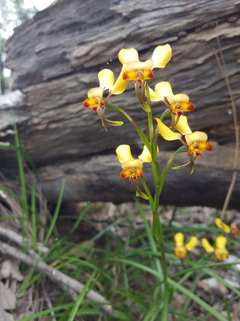 Dawn Atwell Nature Reserve - Attractions 0