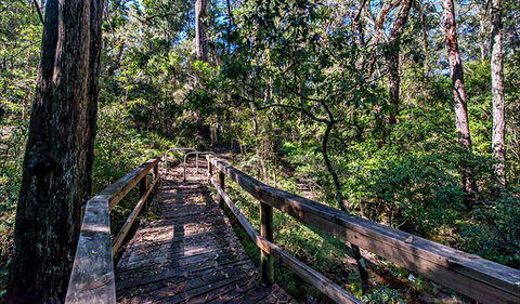 Dawson River Walking Track - Attractions 0