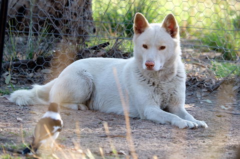 Durong Dingo Sanctuary - Attractions 0