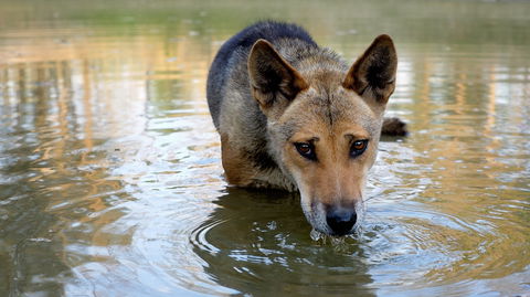 Durong Dingo Sanctuary - Attractions 1