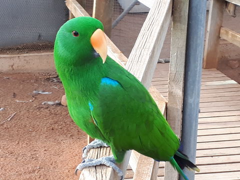 Eyre Reptile & Wildlife Park - Attractions 0
