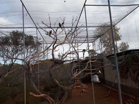 Eyre Reptile & Wildlife Park - Attractions 2