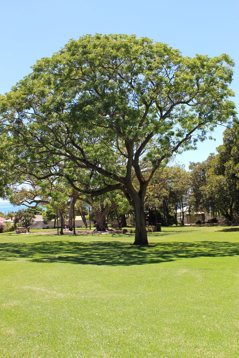 Flinders Park Playground - Attractions 0