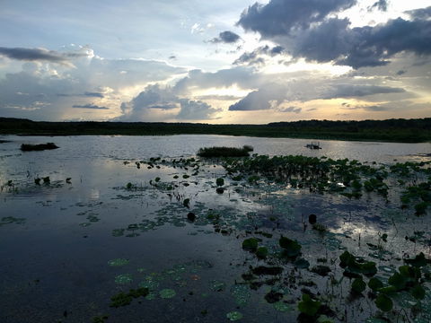 Fogg Dam Conservation Reserve - Attractions 1