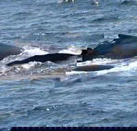 Gerringong Whale Watching Platform - Attractions