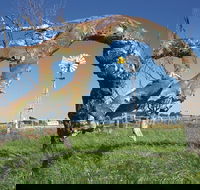 Greenough Leaning Trees - Attractions