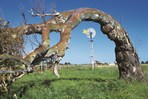 Greenough Leaning Trees - Attractions 0