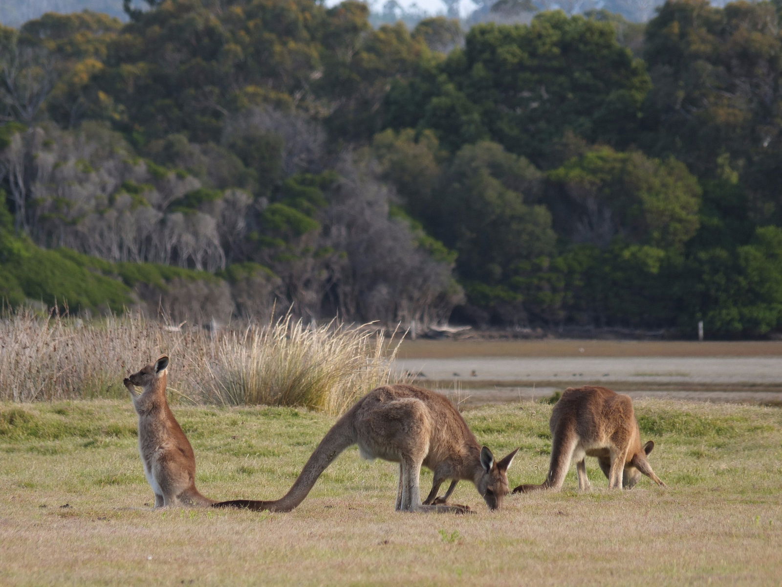 Bakers Beach TAS Attractions