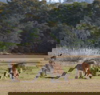 Great Nature Trail - Attractions