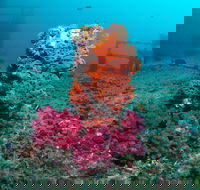 HMAS Brisbane Dive Site - Attractions