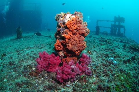 HMAS Brisbane Dive Site - Attractions Las Vegas 0