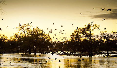 Kinchega Homestead Billabong Walk - Attractions 0