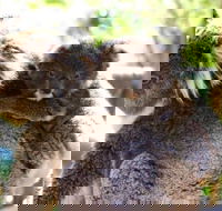Koala Conservation Reserve - Attractions