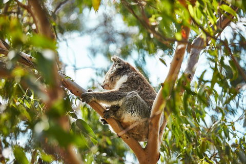 Koala Conservation Reserve - Attractions 1