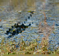 Lake Apex Park - Attractions