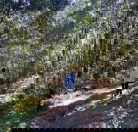 Lyrebird Circuit Walk - Attractions