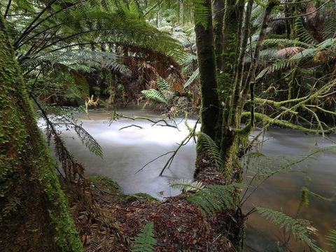 Marriotts Falls And Junee Caves - Attractions 0