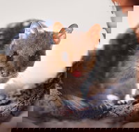 Mulligans Flat Woodland Sanctuary - Attractions