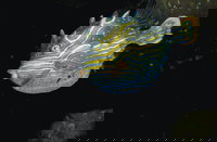 Mushroom Reef Marine Sanctuary