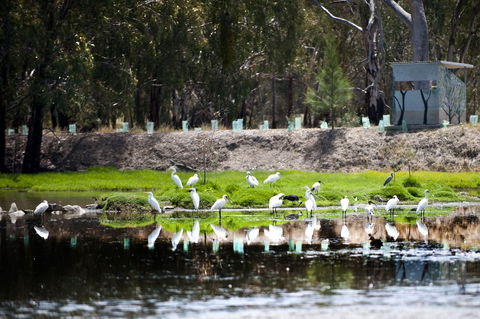 Narrandera Wetlands - Attractions 1