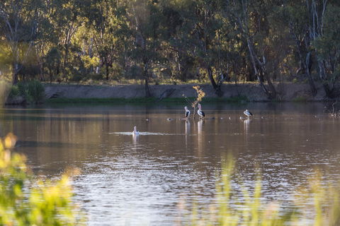 Narrandera Wetlands - Attractions 2