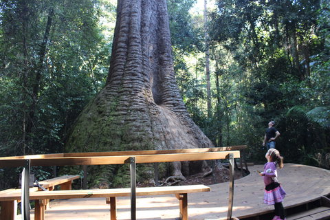 Old Bottlebutt - Attractions 2