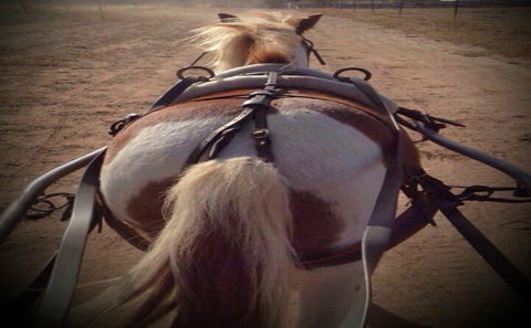 Outback Pony Rides Farm Experience - Attractions 2