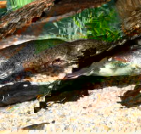 Platypus House - Attractions