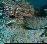 Round Bommie - Attractions