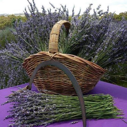 Rustique Lavender Farm - Attractions 0