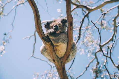 Samford Conservation Park And Bunyaville Conservation Park - Attractions 2