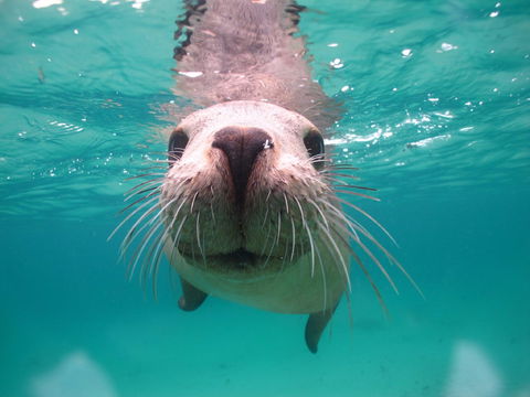 Seal Cove - Attractions 0