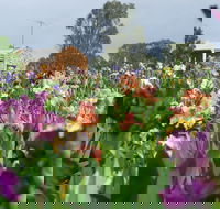 Smokin Heights Iris Display Garden - Attractions