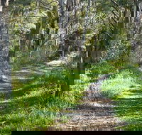 Stoodley Forest Walk and Arboretum - Attractions