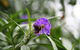 Swainsona Reserve - thumb 0