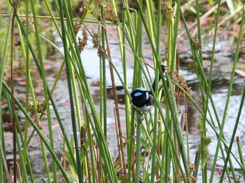 Swainsona Reserve - Attractions 1