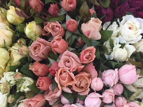 Sydney Flower Market - Attractions 0