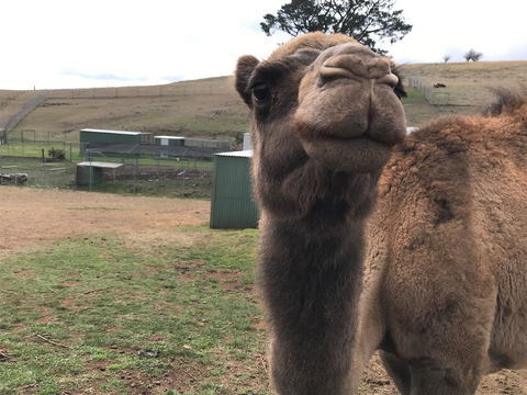 Taralga Wildlife Park - Attractions 1